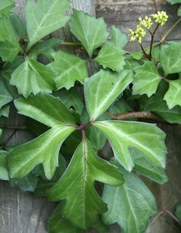 Image of Cissus trifoliata|Juniper Level Botanic Gdn, NC|JLBG