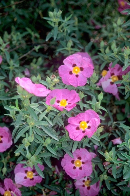 Image of Cistus x purpureus|Juniper Level Botanic Gdn, NC|JLBG