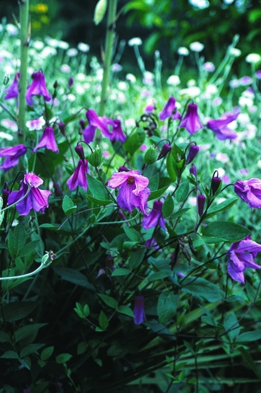 Image of Clematis 'Alionushka'|Juniper Level Botanic Gdn, NC|JLBG
