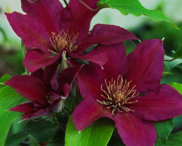 Image of Clematis 'Picardy' PP 15,166||Donahue's Clematis