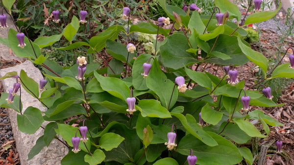 Image of Clematis 'Purple Gumdrops'taken at Juniper Level Botanic Gdn, NC by JLBG