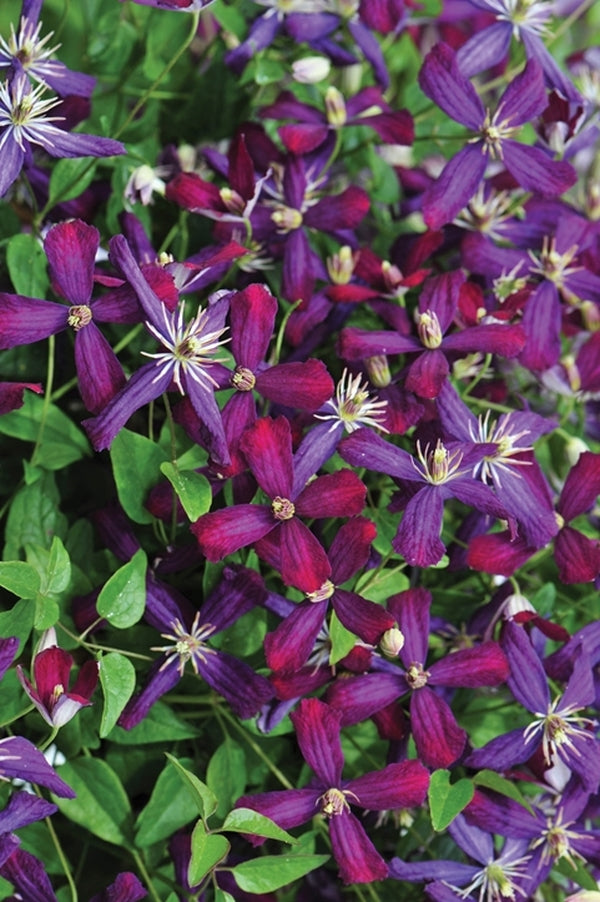 Image of Clematis 'Sweet Summer Love' PP 24,044||Proven Winners
