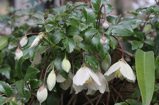 Image of Clematis cirrhosa||