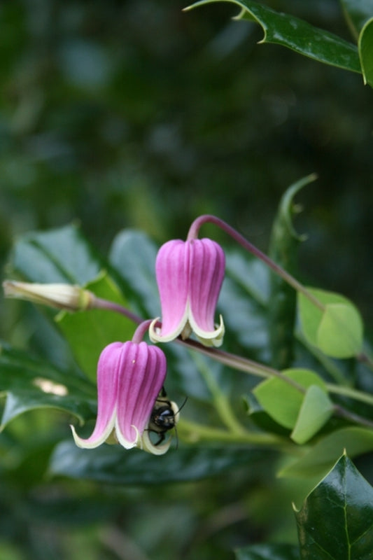 Image of Clematis glaucophylla 'Panhandler'|Juniper Level Botanic Gdn, NC|JLBG