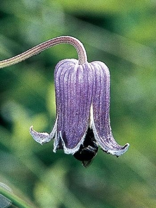 Image of Clematis pitcheri|Juniper Level Botanic Gdn, NC|JLBG