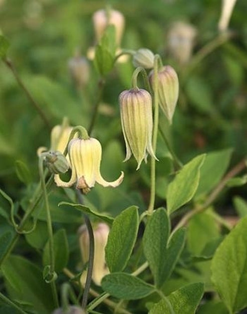 Learn about Clematis reticulata | Netted Clematis | Perennial Encyclopedia
