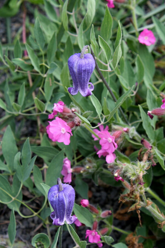 Image of Clematis scottii 'Custer's Best Stand'||