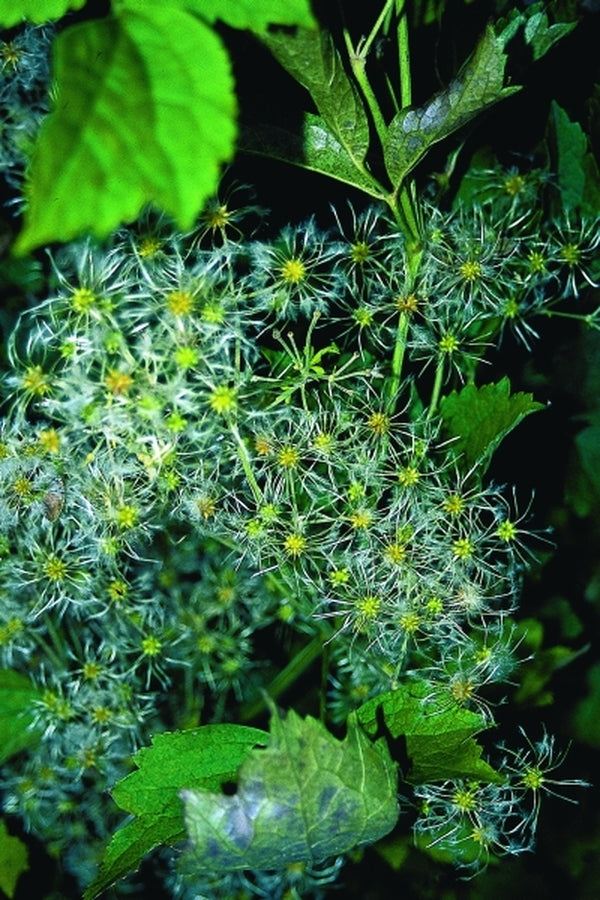 Image of Clematis stans x heracleifolia|Juniper Level Botanic Gdn, NC|JLBG