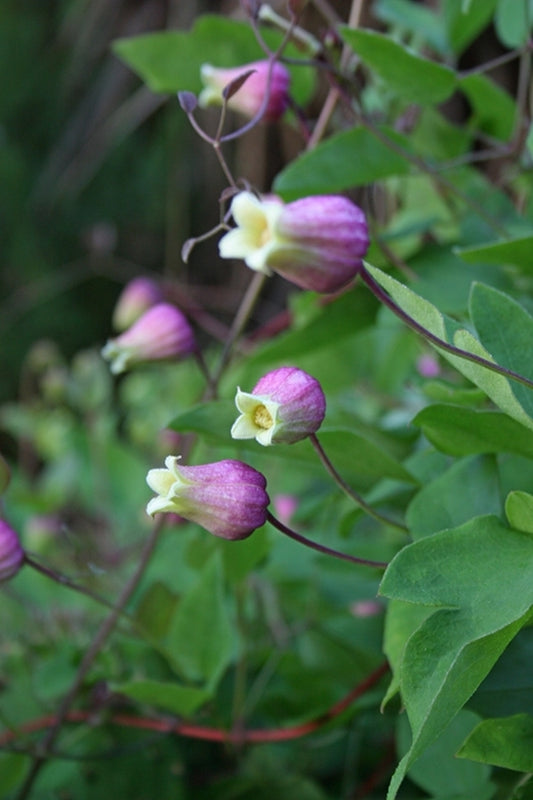 Image of Clematis versicolor||