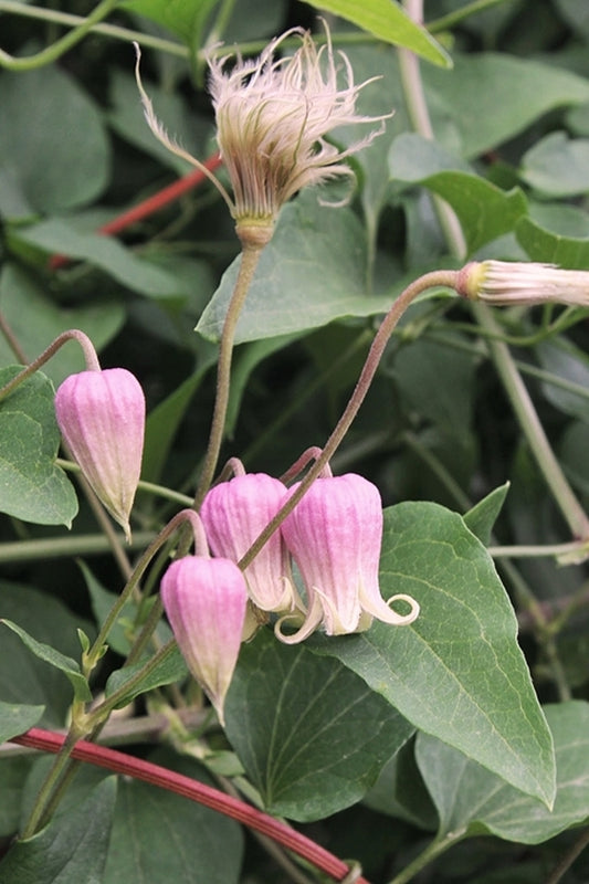 Image of Clematis viorna 'Groometown Garnet'|Juniper Level Botanic Gdn, NC|JLBG