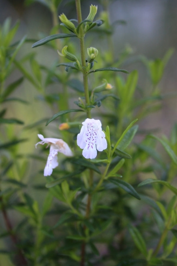 Image of Clinadina 'Desi Arnaz'|Juniper Level Botanic Gdn, NC|JLBG