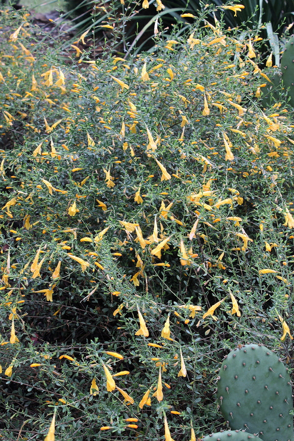 Image of Clinopodium coccineum 'Amber Blush'taken at Juniper Level Botanic Gdn, NC by JLBG