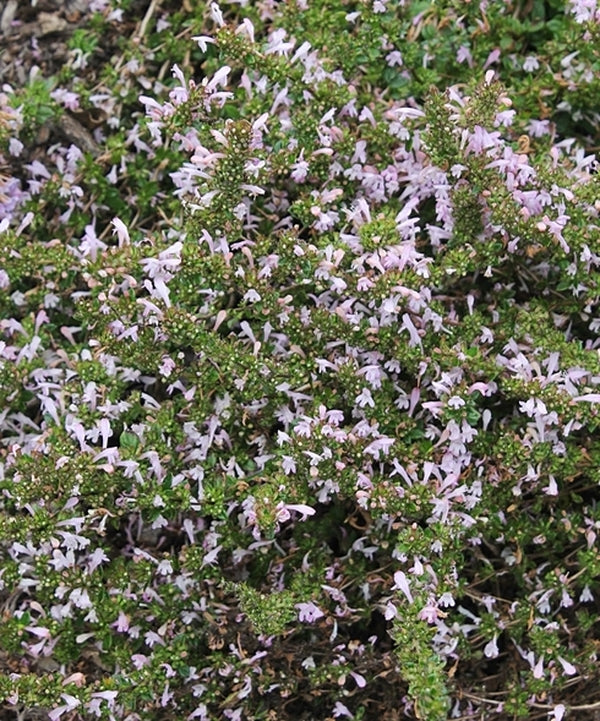 Image of Clinopodium georgianum 'Cleburne'|Juniper Level Botanic Gdn, NC|JLBG