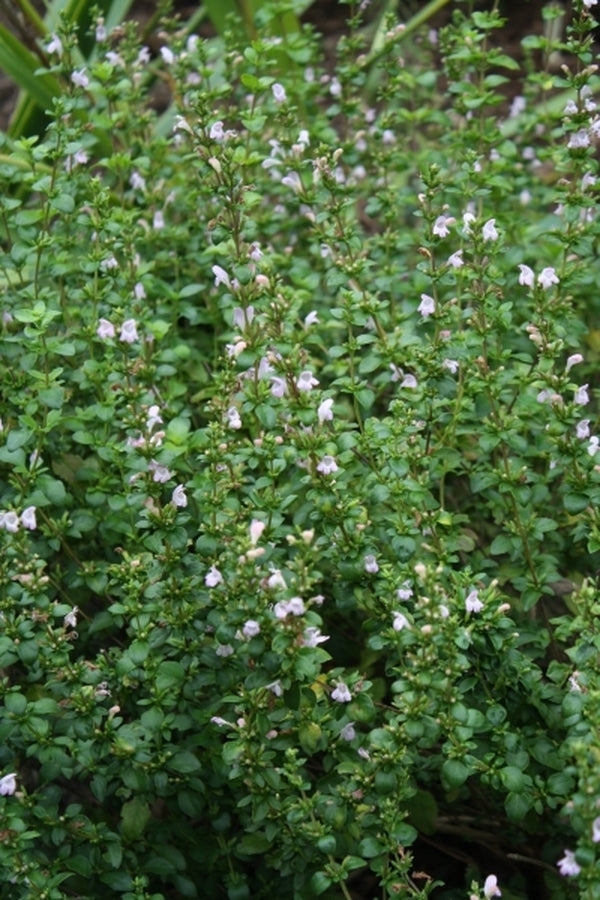 Image of Clinopodium georgianum|Juniper Level Botanic Gdn, NC|JLBG