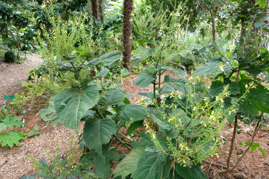 Image of Collinsonia canadensis 'Cumberland'|Juniper Level Botanic Gdn, NC|