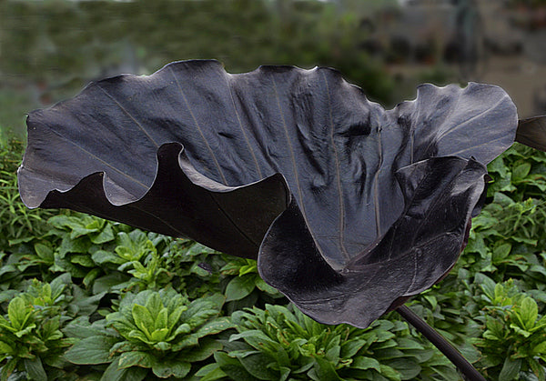 Image of Colocasia (Leucocolocasia) 'Black Goblet'|Walters Gardens, MI|Walters Gardens