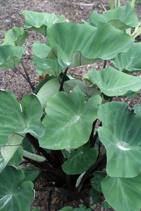 Image of Colocasia esculenta 'Bikini Tini'|Juniper Level Botanic Gdn, NC|JLBG