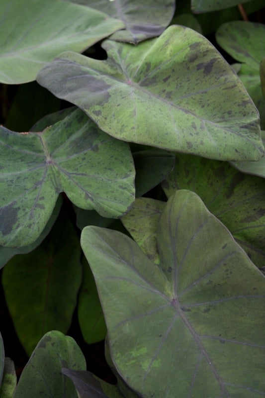 Image of Colocasia esculenta 'Black Marble'|Agristarts, FL|