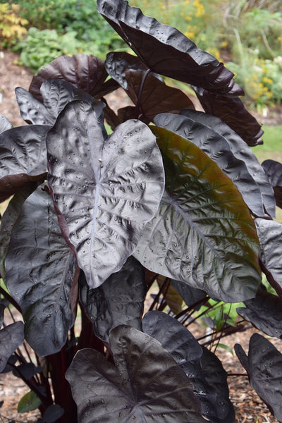 black ripple elephant ear plant Learn about Colocasia esculenta 'Black Ripple' PP 26,151 | Black Ripple  Elephant Ear