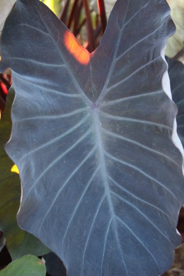Image of Colocasia esculenta 'Hawaiian Eye' PP 19,884|Juniper Level Botanic Gdn, NC|JLBG