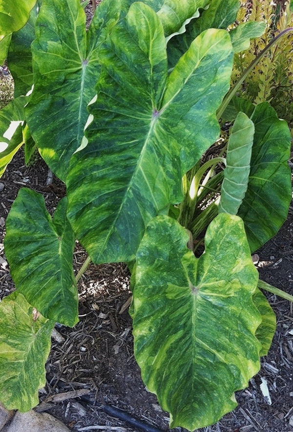 Image of Colocasia esculenta 'Morning Dew' PP 26,865taken at Planthaven, CA by Planthaven
