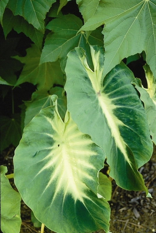 Image of Colocasia esculenta 'Nancy's Revenge'|Juniper Level Botanic Gdn, NC|JLBG