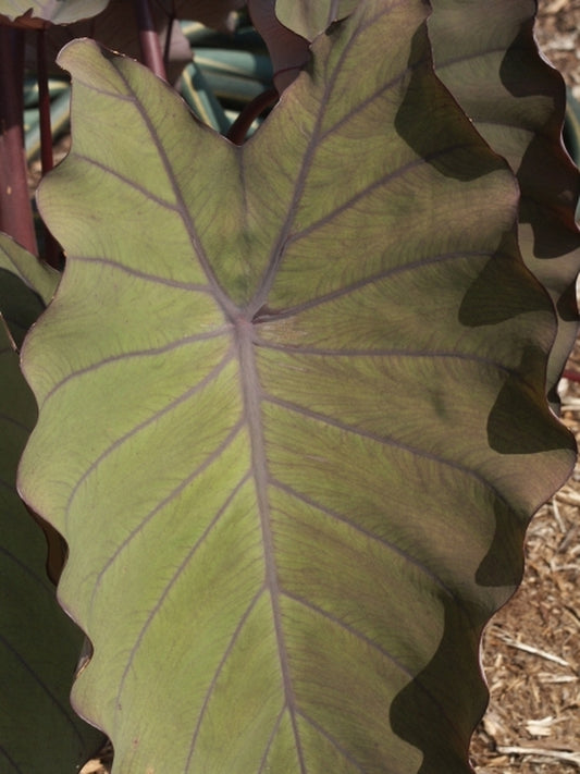 Image of Colocasia esculenta 'Pineapple Princess' PP 20,982|Juniper Level Botanic Gdn, NC|JLBG