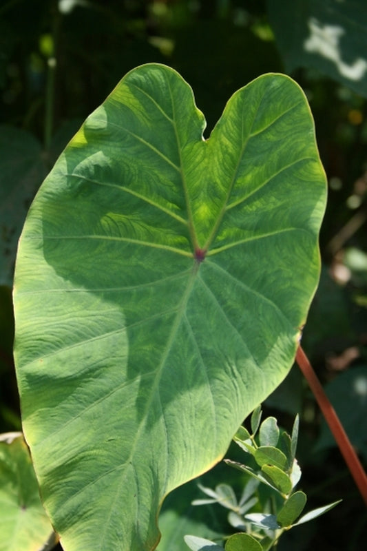 Image of Colocasia esculenta 'Pink China'|Juniper Level Botanic Gdn, NC|JLBG