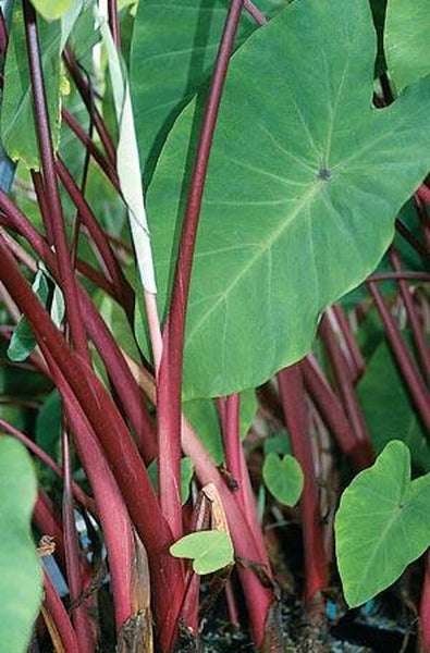 elephant ear plant rhubarb Colocasia esculenta Rhubarb