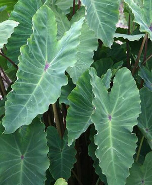 elephant ear plant seattle Learn about Colocasia esculenta 'Surf City' | Surf City Elephant Ear