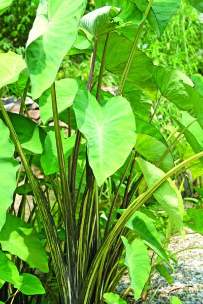 Learn about Colocasia esculenta 'Tiger Stripe' | Elephant Ear