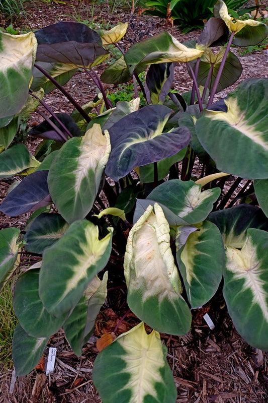 Image of Colocasia esculenta 'Tropical Storm' PP 28,567|Juniper Level Botanic Gdn, NC|JLBG