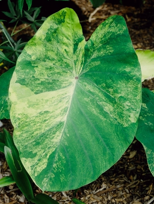 Image of Colocasia esculenta 'Yellow Splash'|Juniper Level Botanic Gdn, NC|JLBG