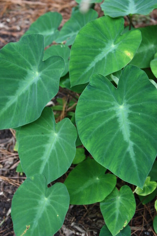 Image of Colocasia fallax 'Silver Dollar'taken at Juniper Level Botanic Gdn, NC by JLBG