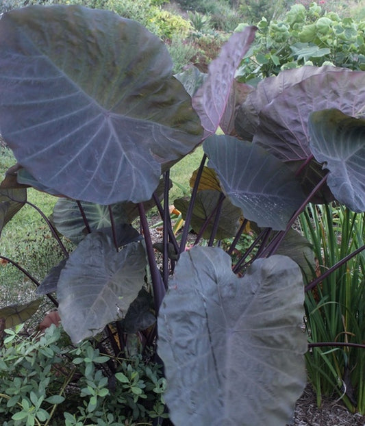 Image of Colocasia (xLeucocolocasia) 'Noble Gigante' PP 25,219|Juniper Level Botanic Gdn, NC|JLBG