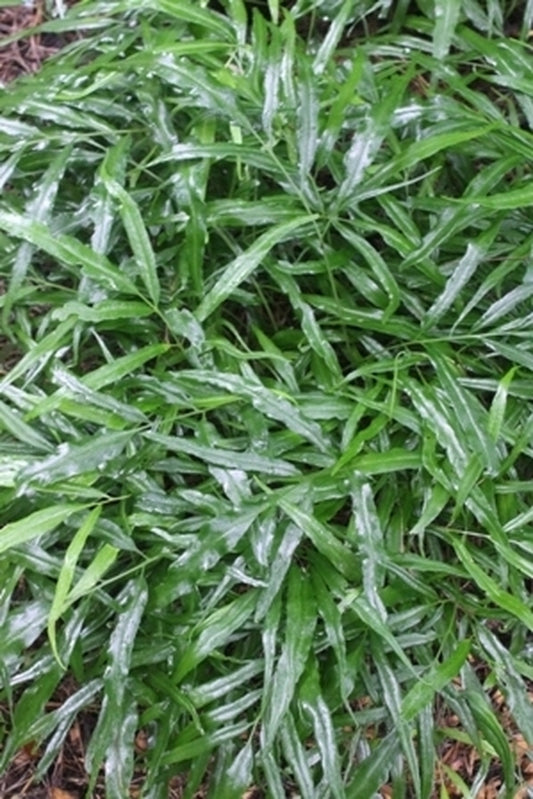 Image of Coniogramme gracilis|Juniper Level Botanic Gdn, NC|JLBG
