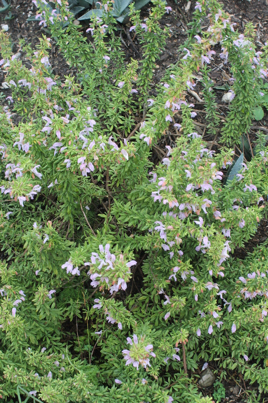 Image of Conradina etonia - NOT OUTSIDE NC||