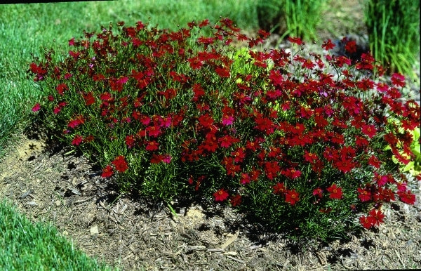 Image of Coreopsis 'Limerock Ruby' PP 15,455|Yoder Bros, PA|Yoder Brothers