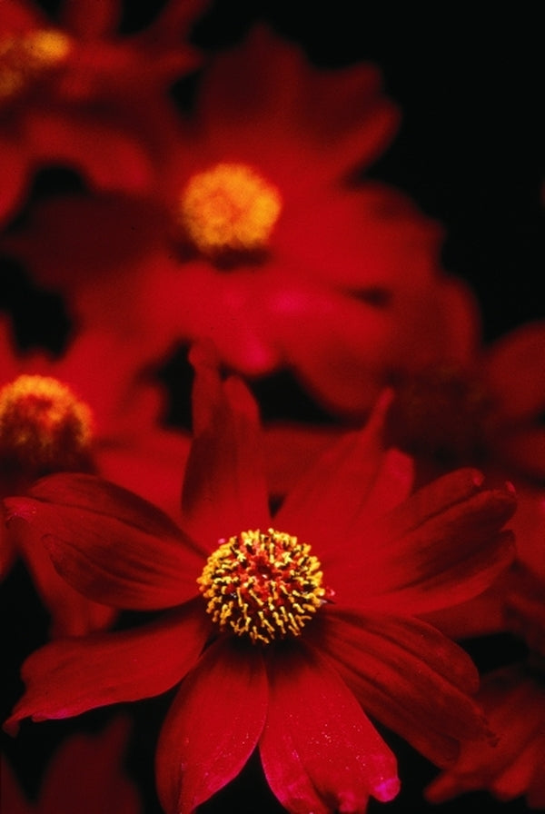Image of Coreopsis 'Limerock Ruby' PP 15,455|Yoder Bros, PA|Yoder Brothers
