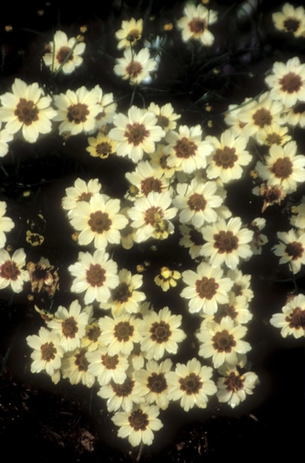 Image of Coreopsis 'Snowberry' PP18560|Juniper Level Botanic Gdn, NC|JLBG