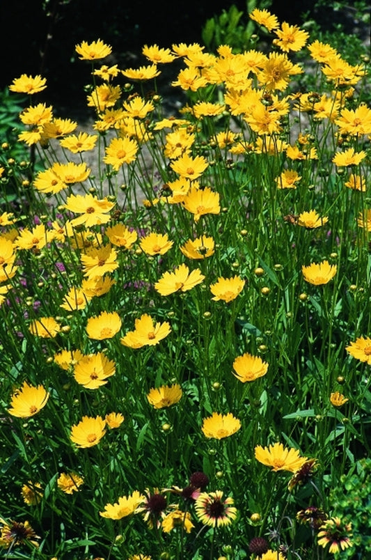 Image of Coreopsis grandiflora 'Mayfield Giant'|Juniper Level Botanic Gdn, NC|JLBG