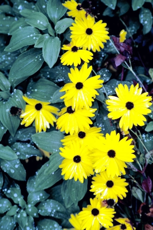 Image of Coreopsis integrifolia|Daniel Stowe Botanical Gdn, NC|