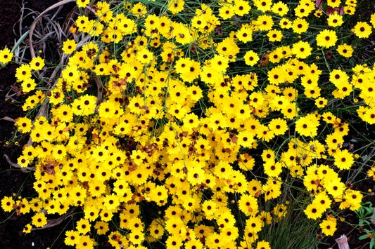 Image of Coreopsis linifolia 'Newport'||