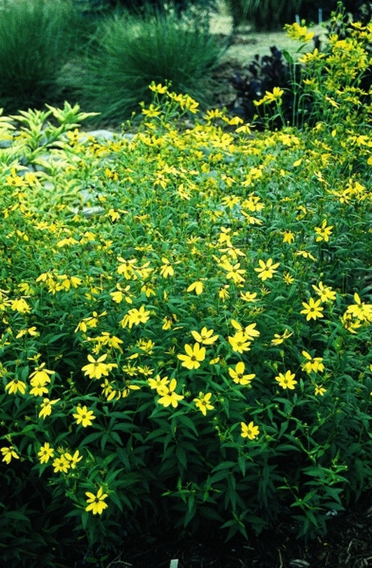 Image of Coreopsis major|Juniper Level Botanic Gdn, NC|JLBG