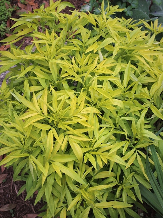 Image of Coreopsis x tripcillata 'Lightning Flash' PP 19,147|Juniper Level Botanic Gdn, NC|JLBG