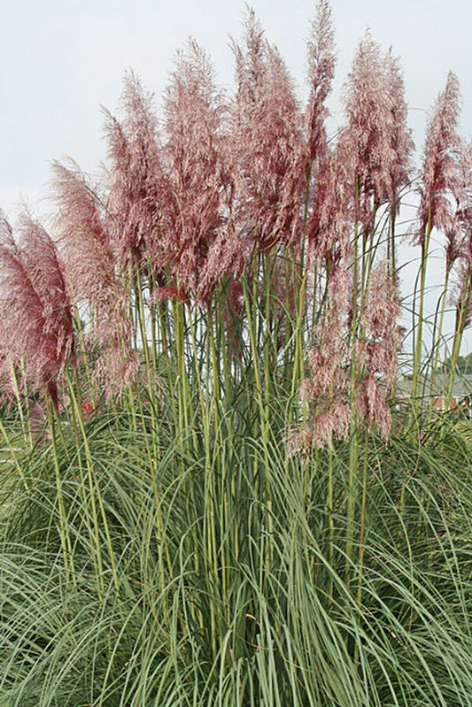 Image of Cortaderia selloana 'Amber Waves'|Juniper Level Botanic Gdn, NC|JLBG