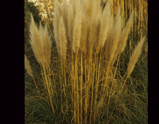 Image of Cortaderia selloana 'Pumila'|J.C. Raulston Arboretum, NC|