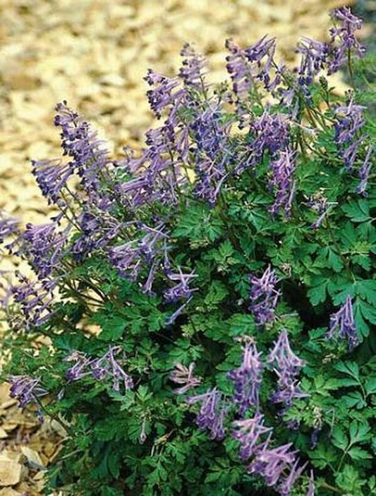 Image of Corydalis anthriscifolia 'Blackberry Wine'|Juniper Level Botanic Gdn, NC|JLBG