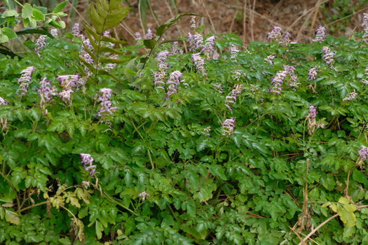 Image of Corydalis leucanthema 'Silver Spectre'|Juniper Level Botanic Gdn, NC|JLBG