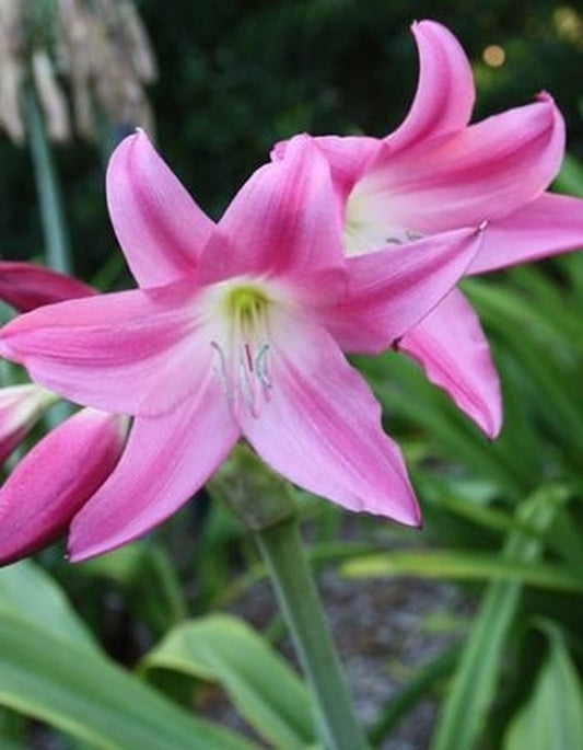 Image of Crinum 'Birthday Party'|Juniper Level Botanic Gdn, NC|JLBG